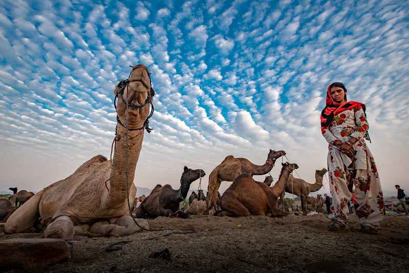 Nagaur Cattle Fair