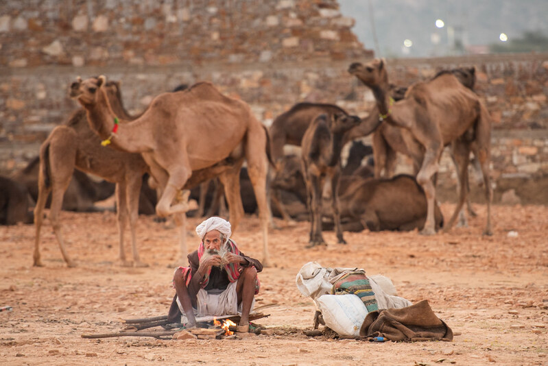 Nagaur Cattle Fair 2023