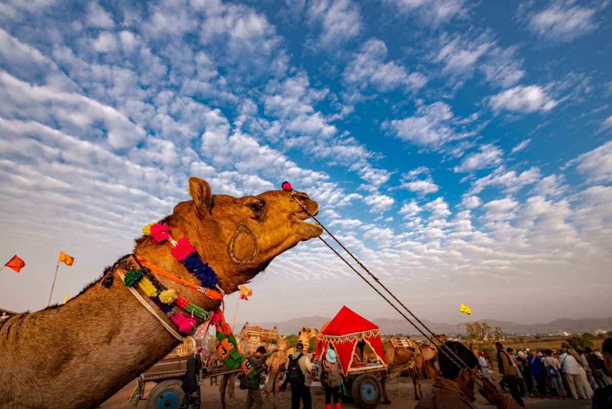 Nagaur Cattle Fair 2023 in Rajasthan