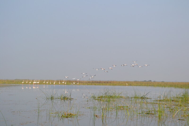Nal Sarovar Bird Sanctuary