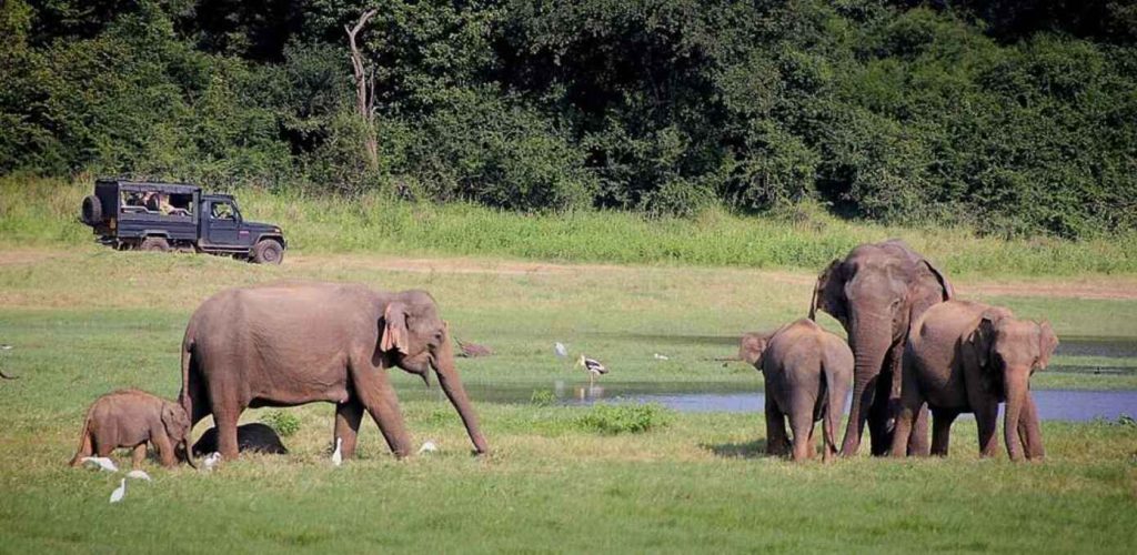National Parks and Wildlife Sanctuaries of Gujarat