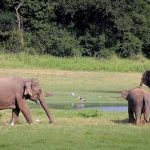 National Parks and Wildlife Sanctuaries of Gujarat