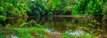 Mahal Dang Best 23 National Parks and Wildlife Sanctuaries in Gujarat 2025
