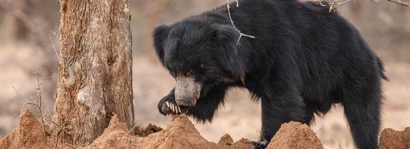 Ratanmahal Sloth Bear Sanctuary