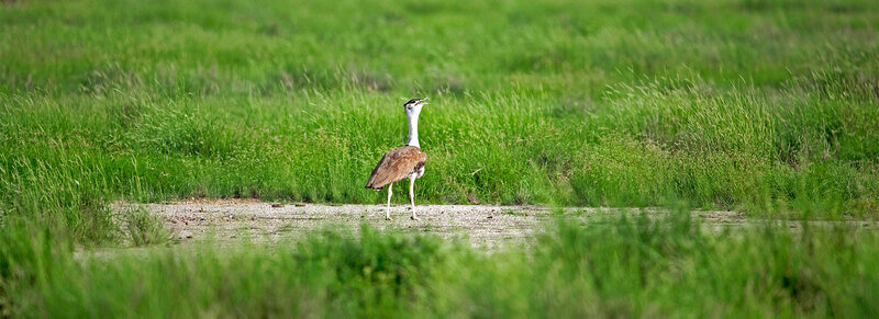 Kutch Bustard Sanctuary