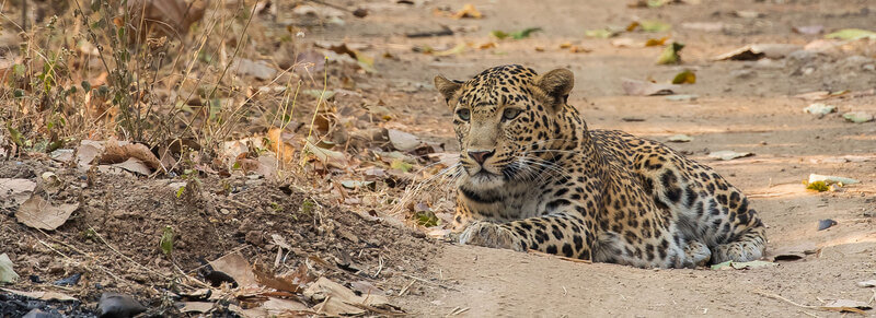 Vansda National Park, Saputara