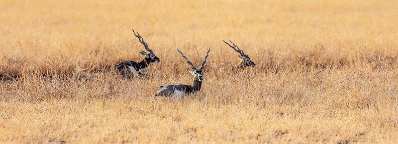 Blackbuck National Park, Velavadar