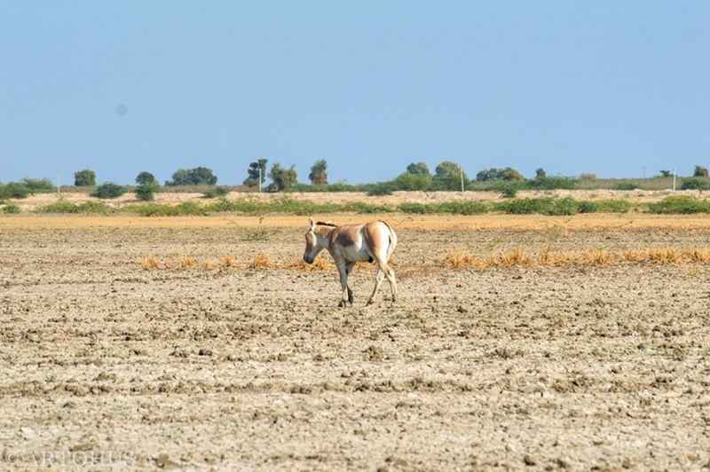 Indian Wild Ass Sanctuary