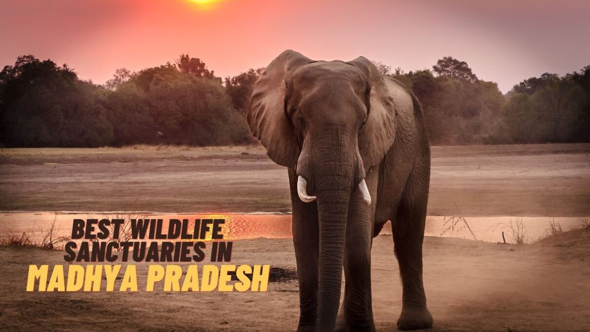 Best Wildlife Sanctuaries within Madhya Pradesh