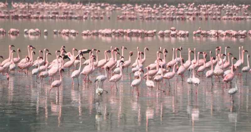 National Chambal Sanctuary