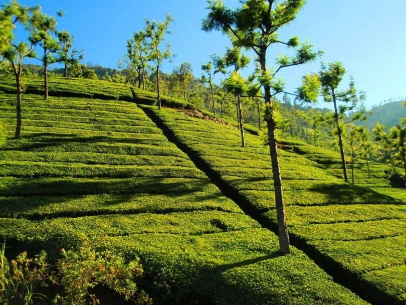 Ooty - Queen of the Hills