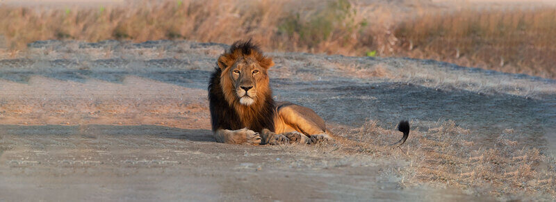 Ratapani Wildlife Sanctuary