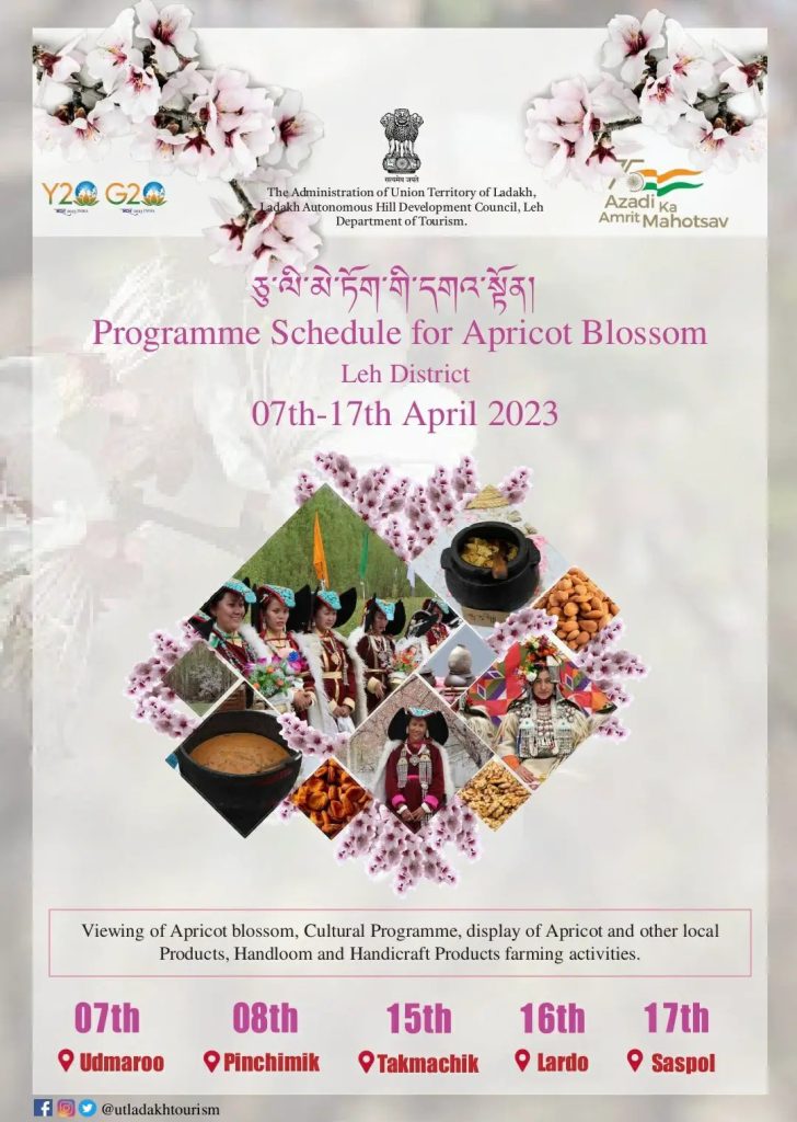 Apricot Blossom Festival 2023