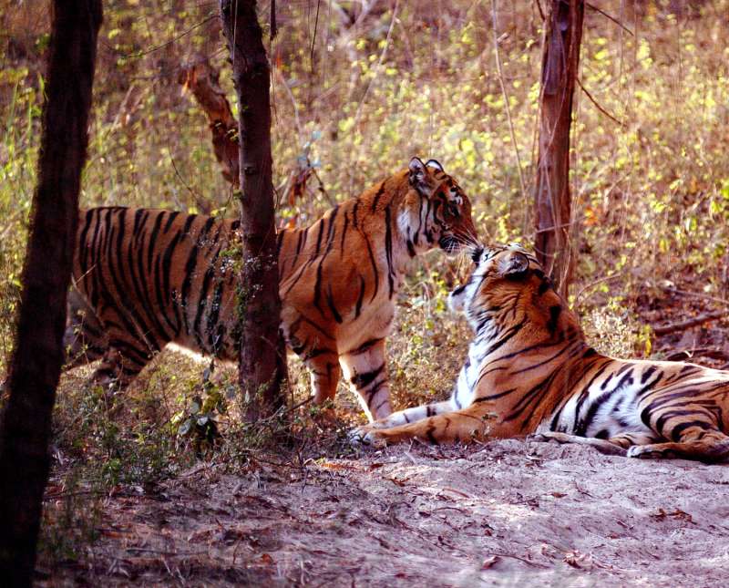 Dudhwa National Park