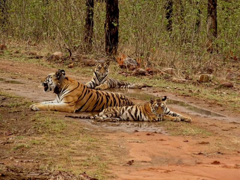 Panna National Park