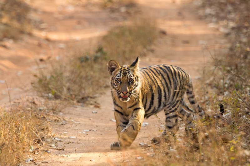 Tadoba-Andhari Tiger Reserve
