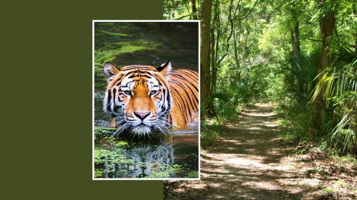Top Tiger Safari in India