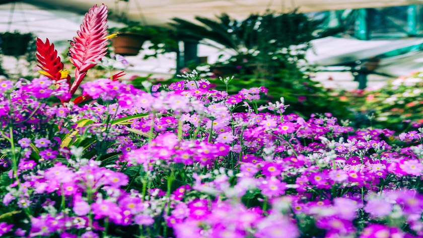 Ooty flower show dates
