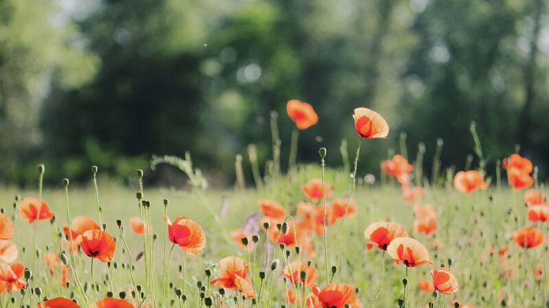 flower festival in ooty