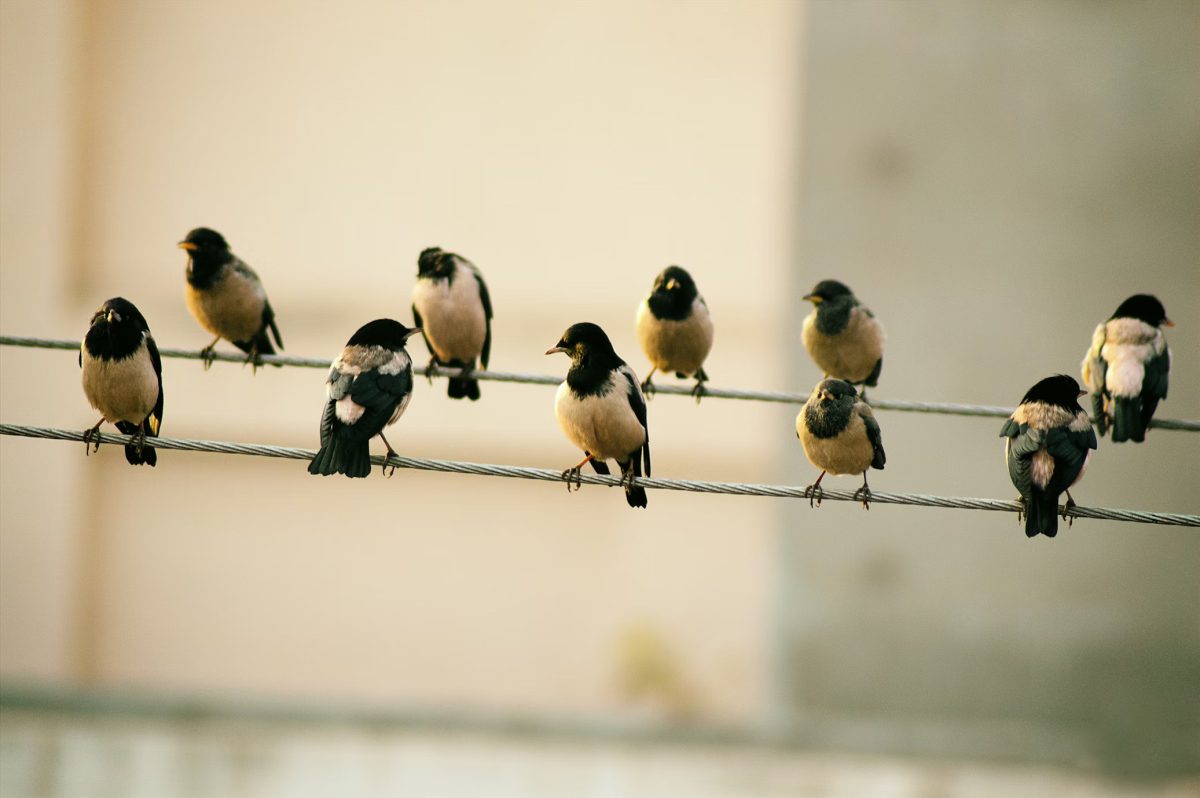 4th North Bengal Bird Festival