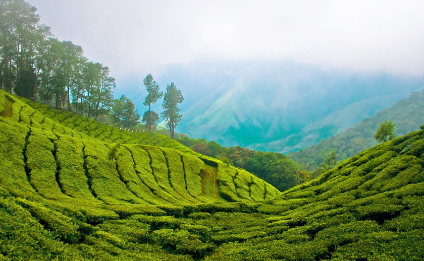 Munnar hill station