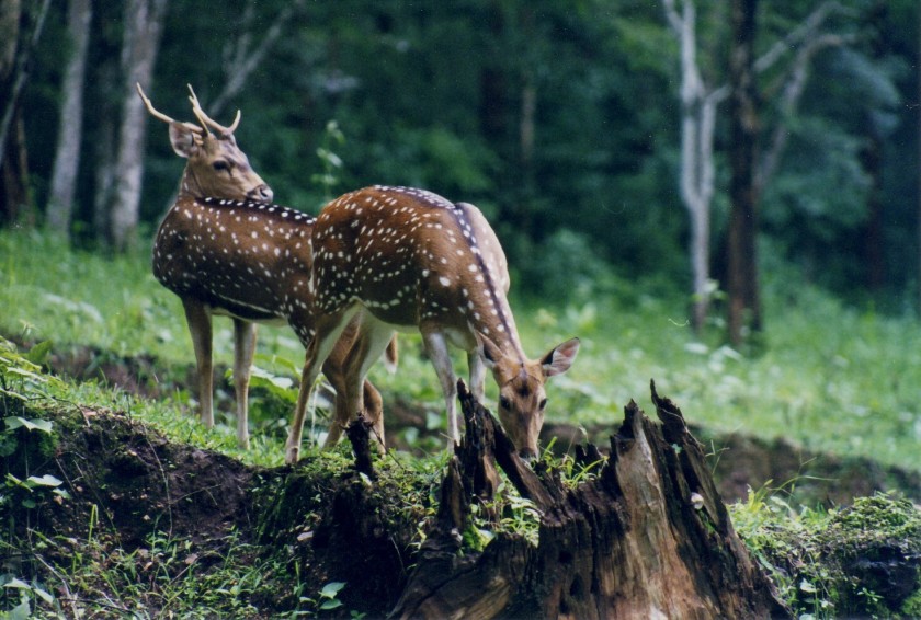 Balukhand - Konark Wildlife Sanctuary