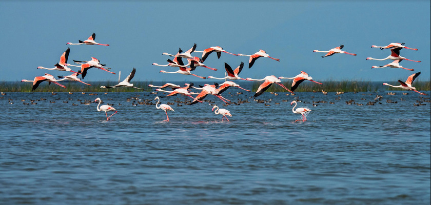 Chilika Lake & Sanctuary