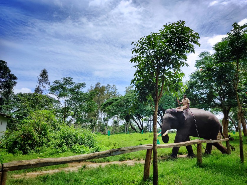Dubare Elephant Camp in Coorg