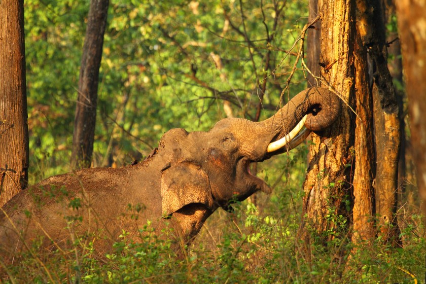Nagarhole National Park, Coorg