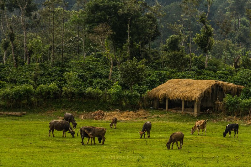 Coorg Coorg