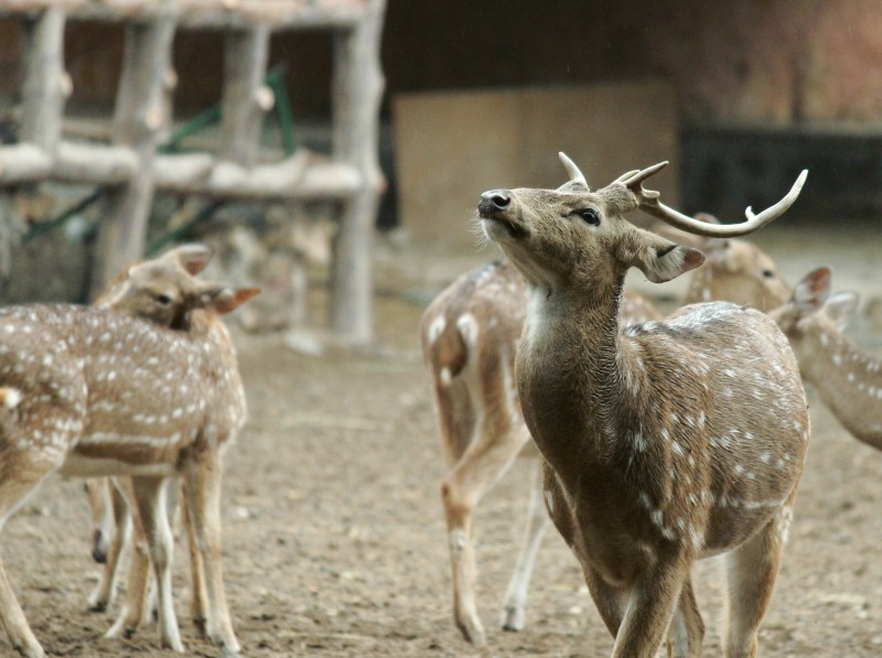 Jaipur Zoo
