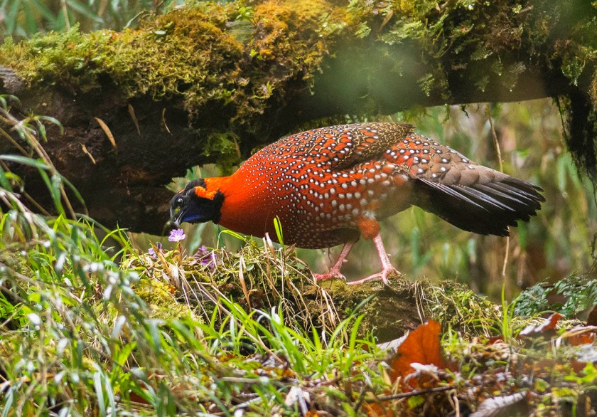 Singalila National Park
