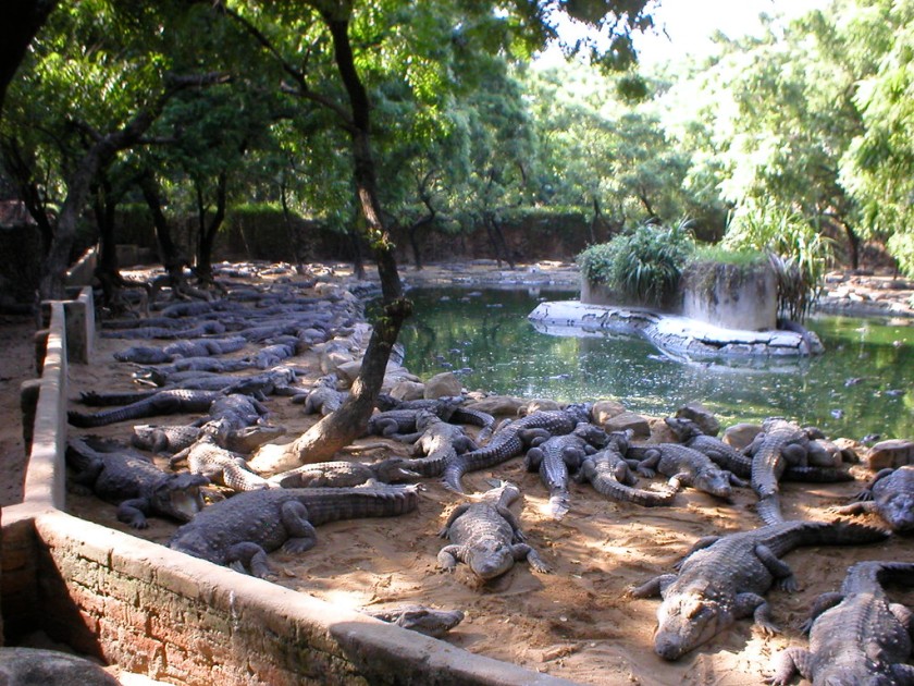 Crocodile Bank Mahabalipuram