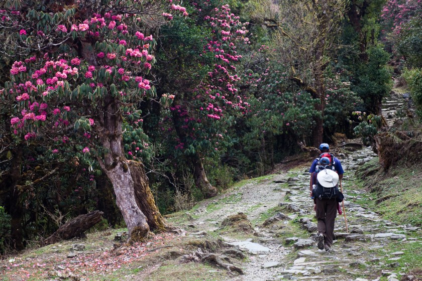Shingba Rhododendron Sanctuary