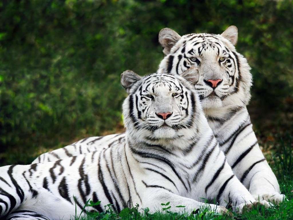 Bandhavgarh National Park