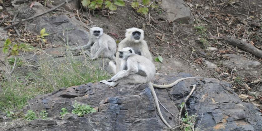  Rajaji National Park Uttarakhand