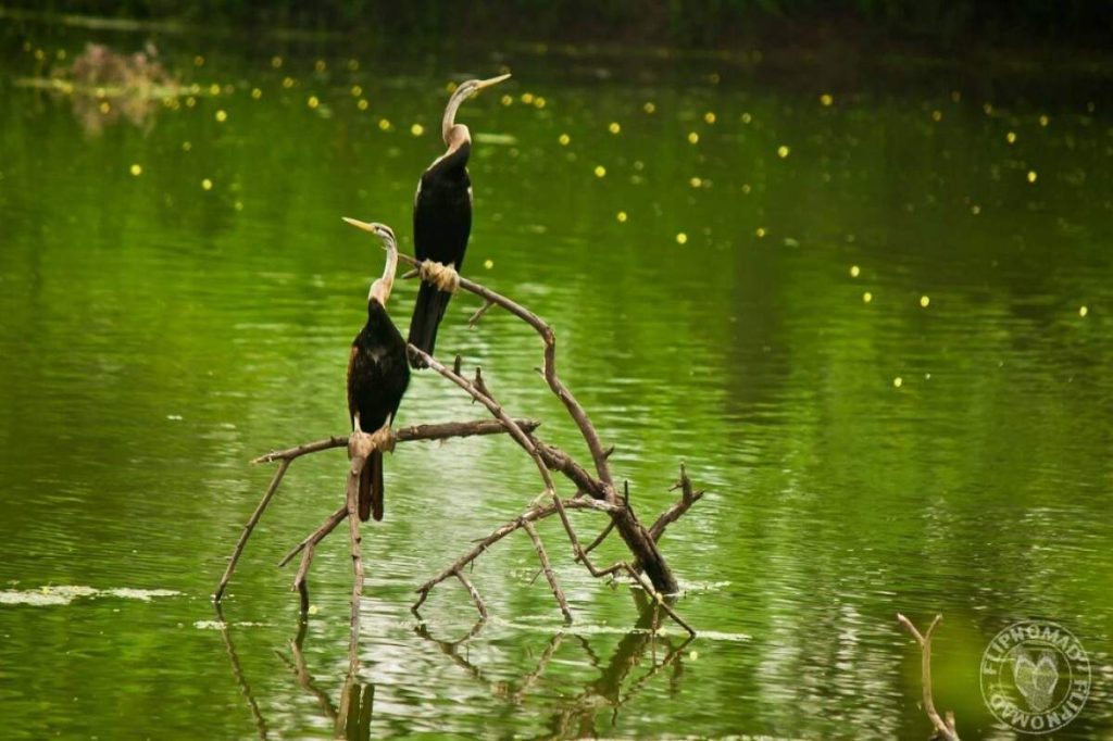 Similipal National Park (Odisha)