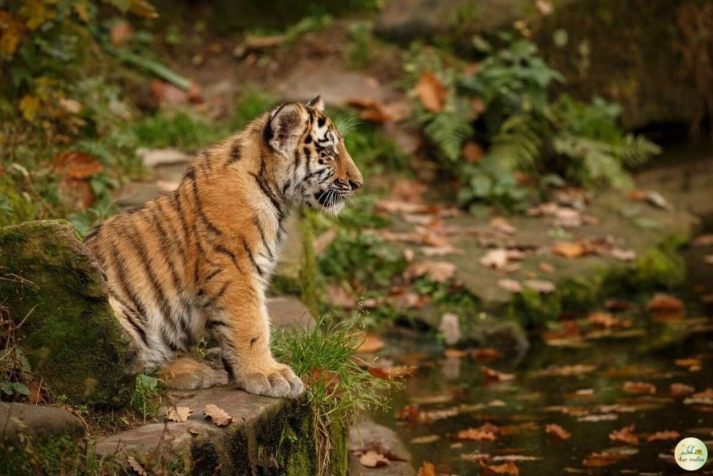 Tadoba-Andhari Tiger Reserve Maharashtra