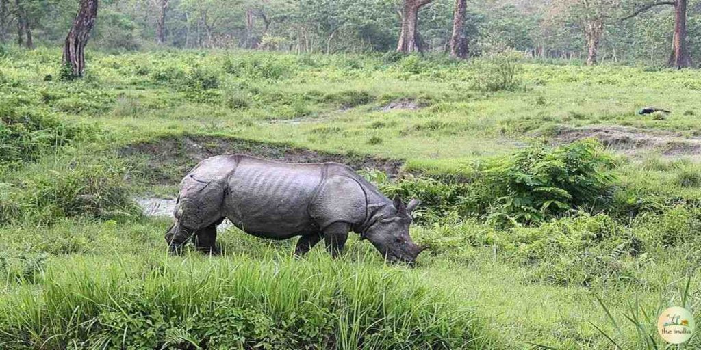 Jaldapara National Park (West Bengal)