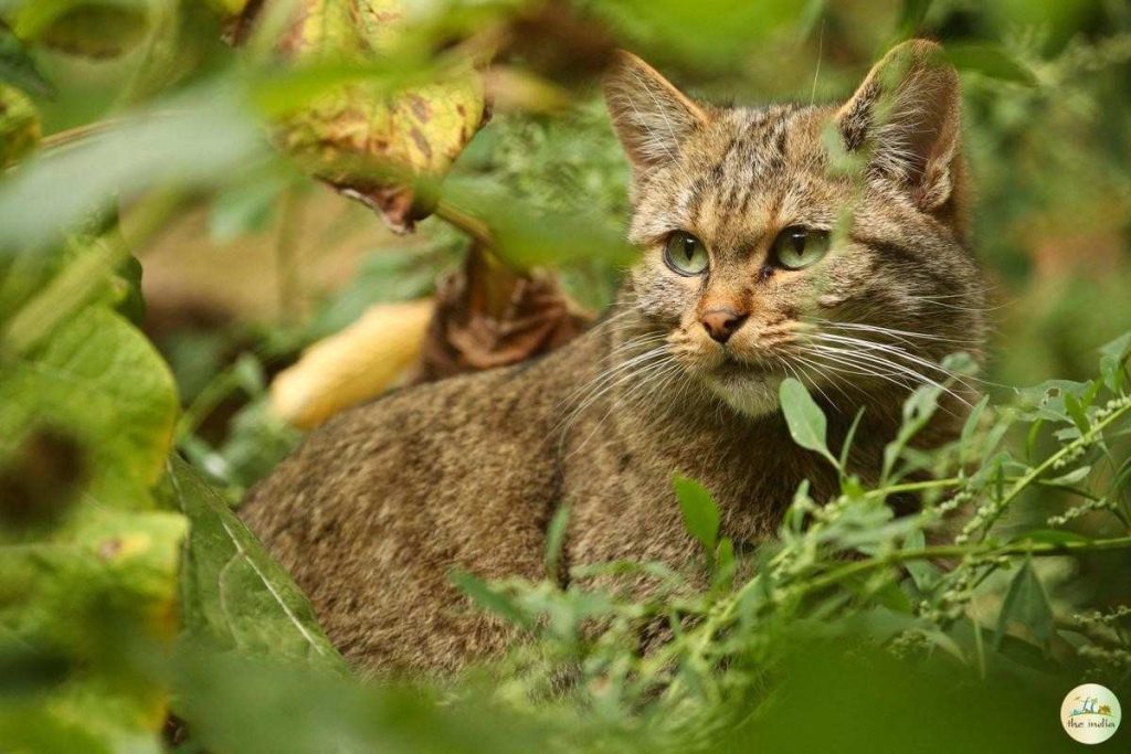 Pench National Park: Madhya Pradesh