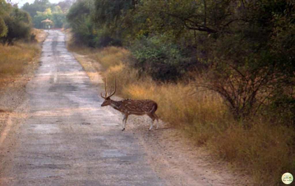 Sariska Tiger Reserve: Rajasthan
