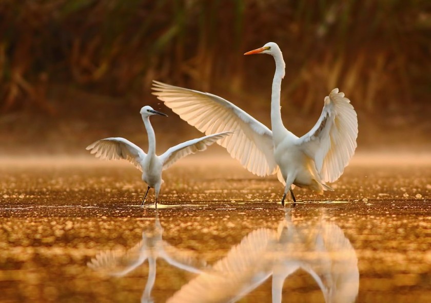 Keoladeo National Park