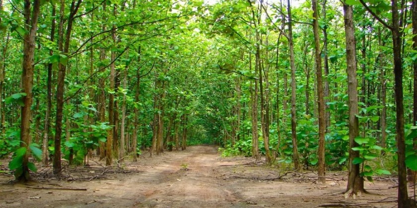 Kottachedu Teak Forest 