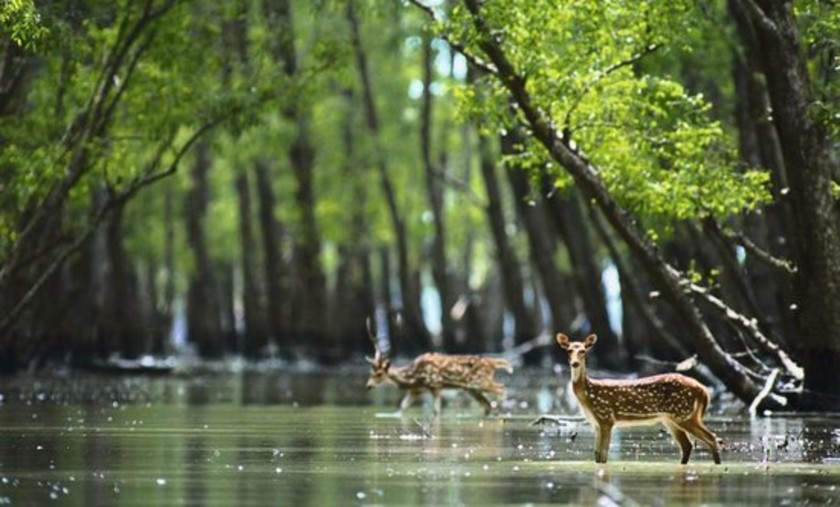 Sundarbans National Park