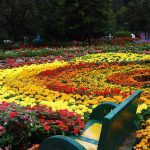 Ooty Flower Show 2025 at Botanical Garden
